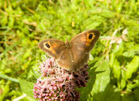 Meadow Brown
Click on image to enlarge