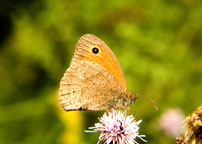 Meadow Brown
Click on image to enlarge