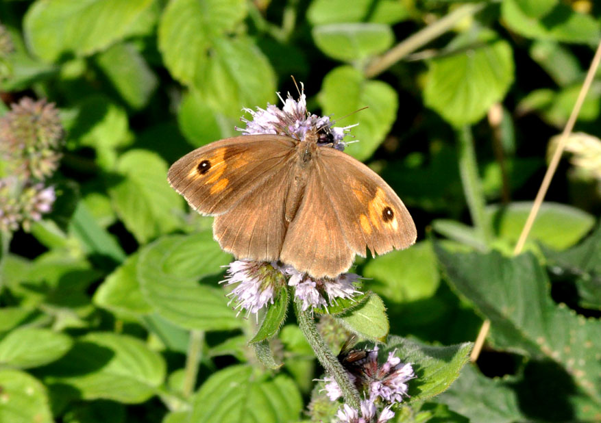 Photograph of a Meadow Brown
Click the image for the next photo