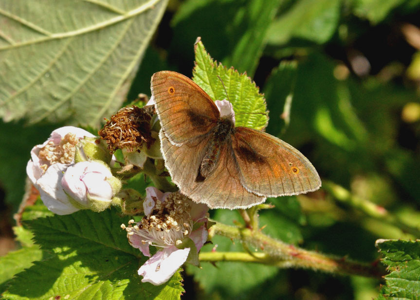 Photograph of a Meadow Brown
Click the image for the next photo