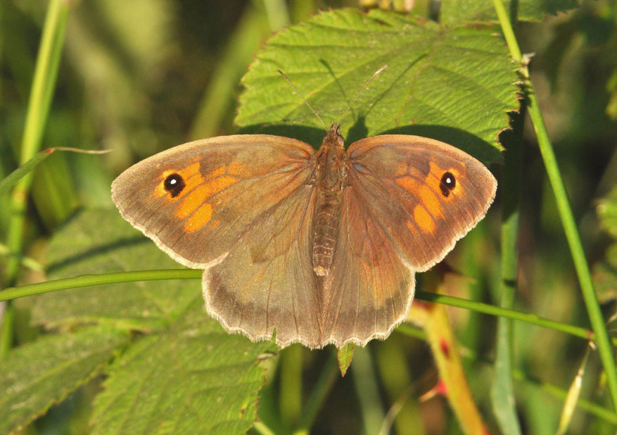 Photograph of a Meadow Brown
Click the image for the next photo