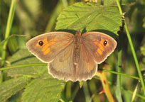 Small photograph of a Meadow Brown
Click on the image to enlarge