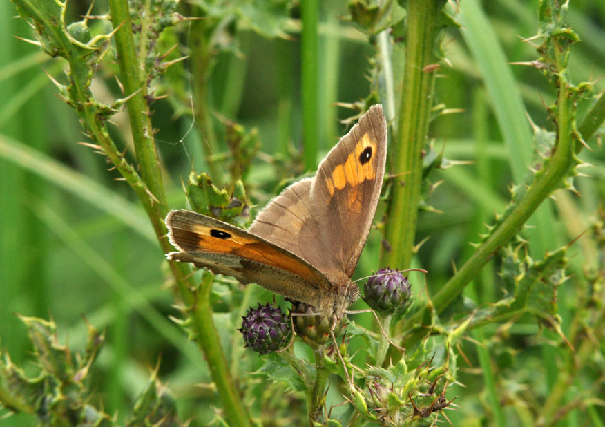 Photograph of a Meadow Brown
Click the image for the next photo