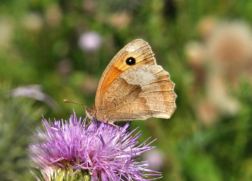 Photograph of a Meadow Brown
Click the image for the next photo