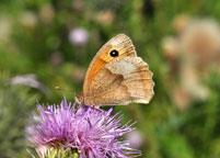 Small photograph of a Meadow Brown
Click on the image to enlarge