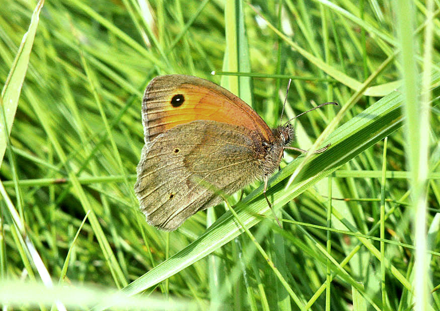 Photograph of a Meadow Brown
Click the image for the next photo