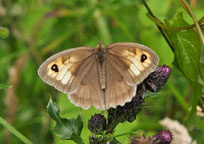 Small photograph of a Meadow Brown
Click on the image to enlarge