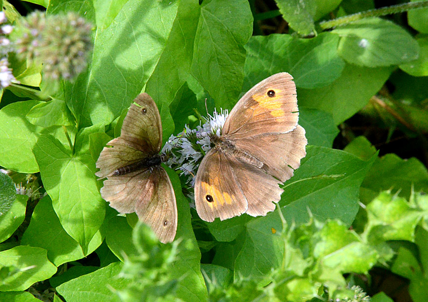 Photograph of a Meadow Brown
Click the image for the next photo