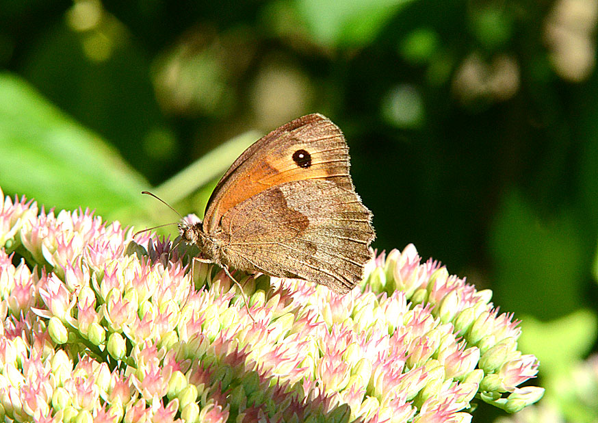 Photograph of a Meadow Brown
Click the image for the next photo