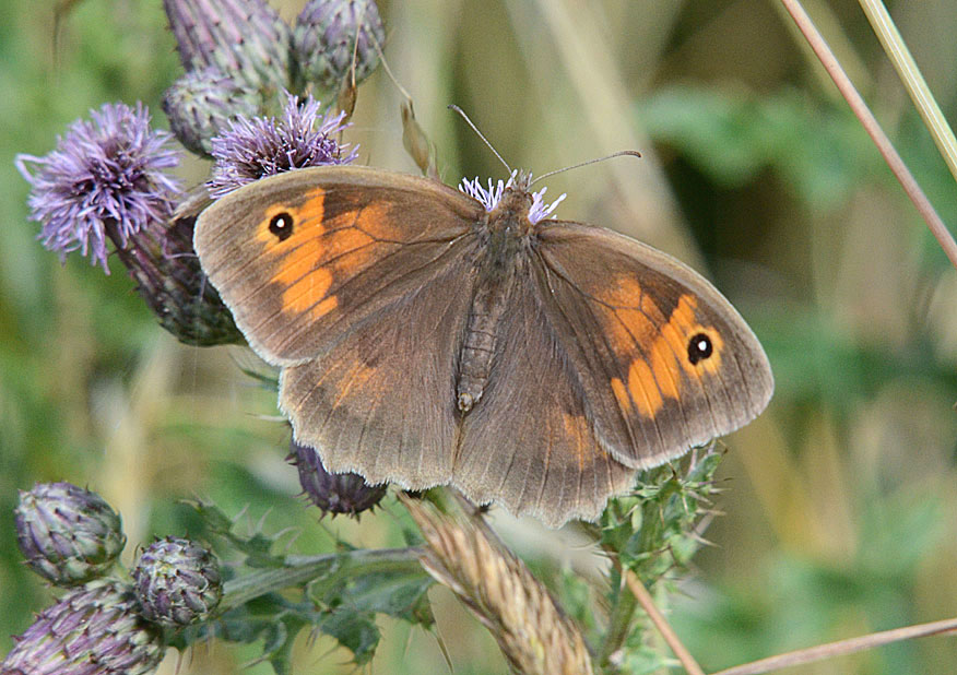 Meadow Brown
Click for next photo