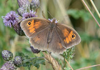 Meadow Brown 
Click on image to enlarge