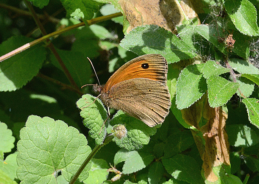 Meadow Brown
Click for next photo