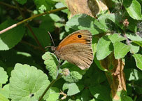 Meadow Brown
Click on image to enlarge