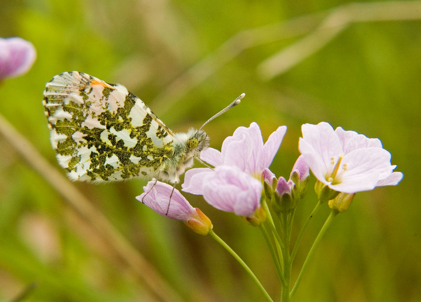 Photograph of an Orange Tip
Click for next photo