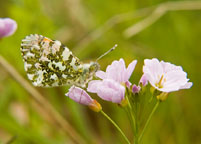 Orange Tip
Click on image to enlarge