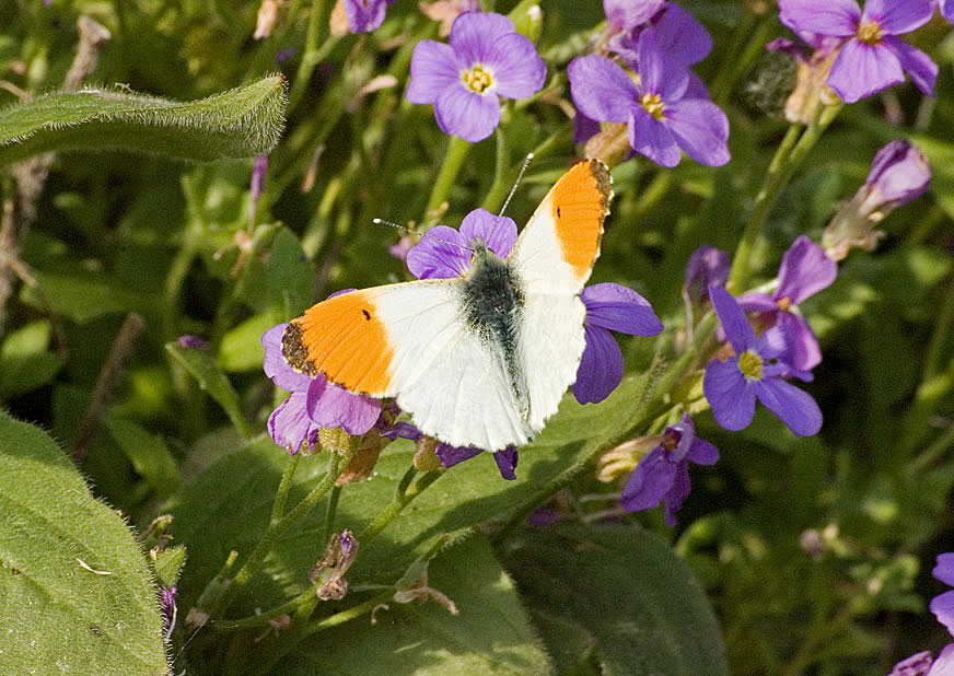 Photograph of an Orange Tip
Click for next photo
