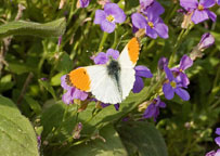 Small photograph of an Orange Tip
Click on the image to enlarge