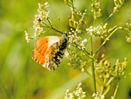 Orange Tip
Click on image to enlarge
