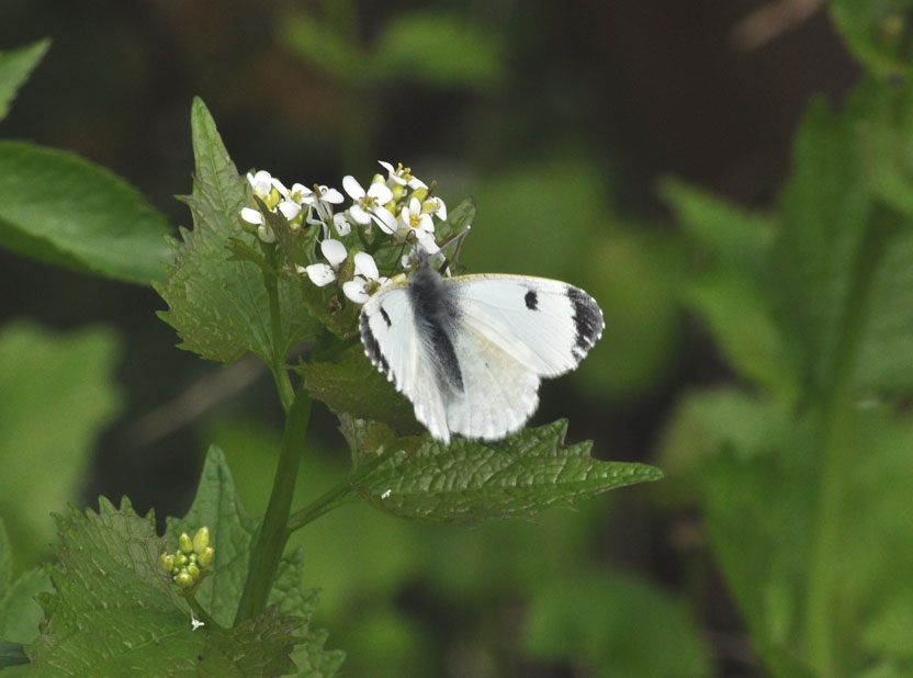 Photograph of an Orange Tip
Click for next photo