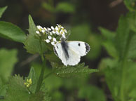 Small photograph of an Orange Tip
Click on the image to enlarge
