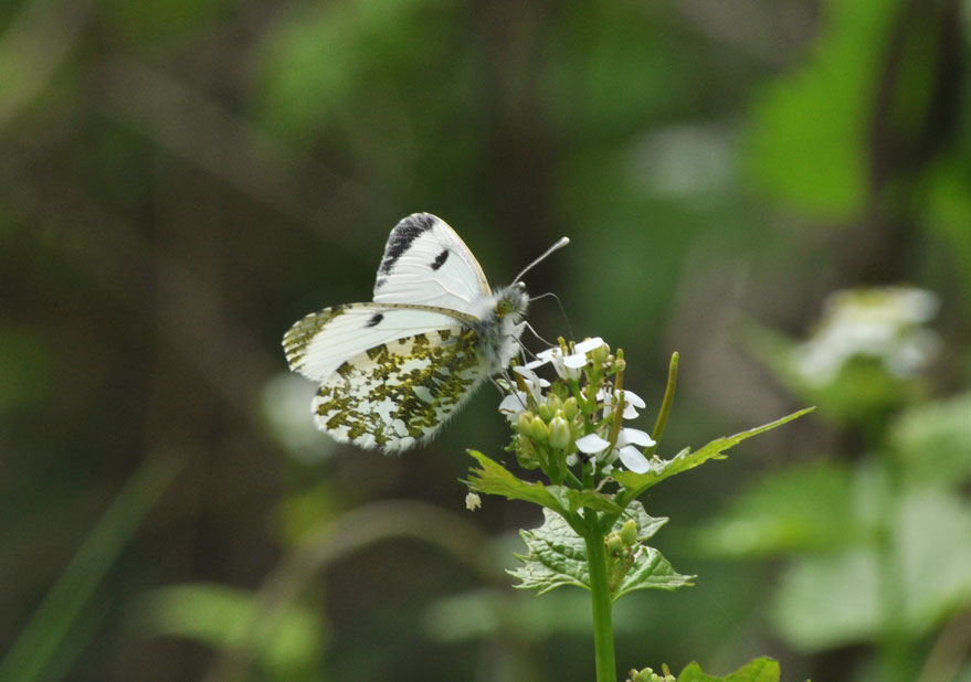 Photograph of an Orange Tip
Click for next photo