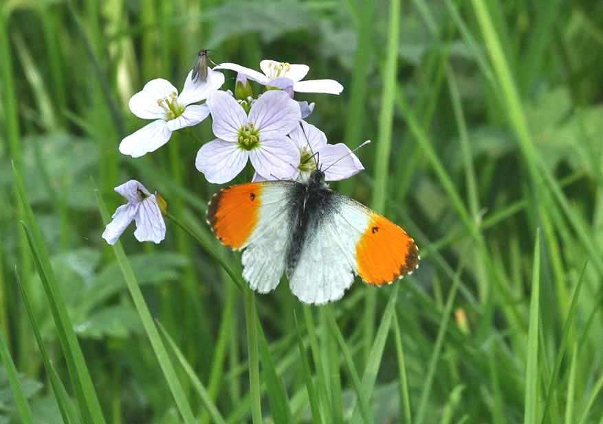 Photograph of an Orange Tip
Click for next photo