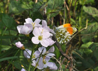 Small photograph of an Orange Tip
Click on the image to enlarge