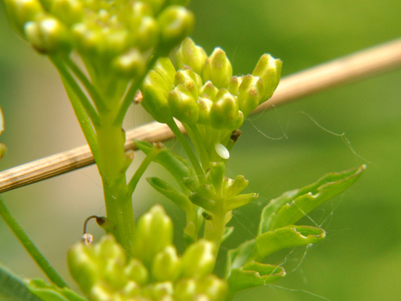 Photograph of an Orange Tip
Click for next photo