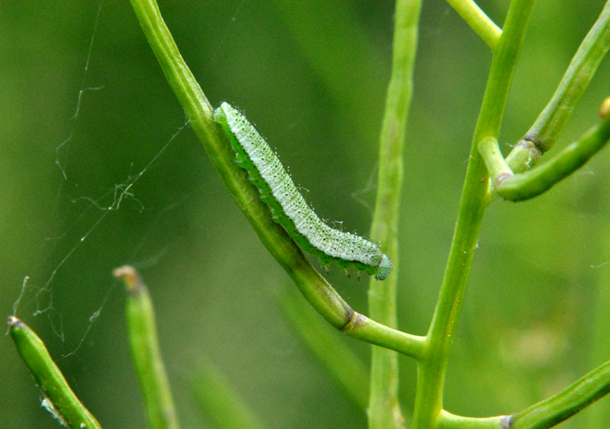 Photograph of an Orange Tip
Click for next photo