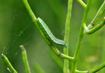 Small photograph of an Orange Tip
Click on the image to enlarge