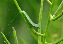 Orange Tip
Click on image to enlarge