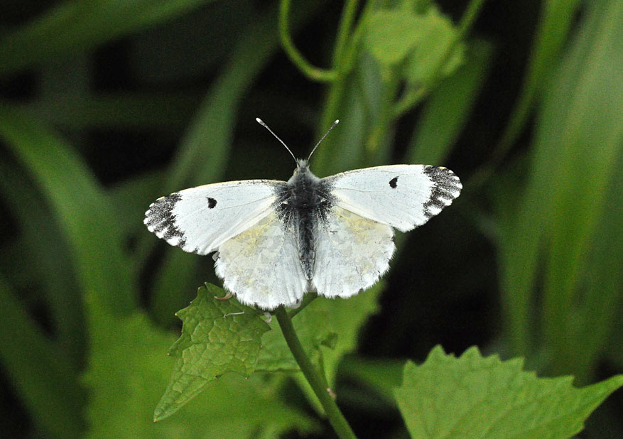 Photograph of an Orange Tip
Click for next photo