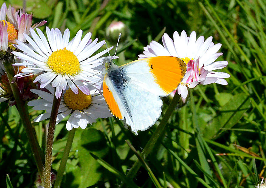 Orange Tip
Click for next photo