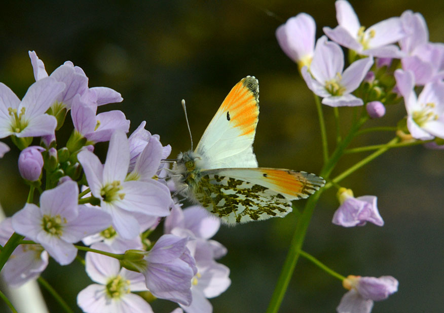 Orange Tip
Click for next photo