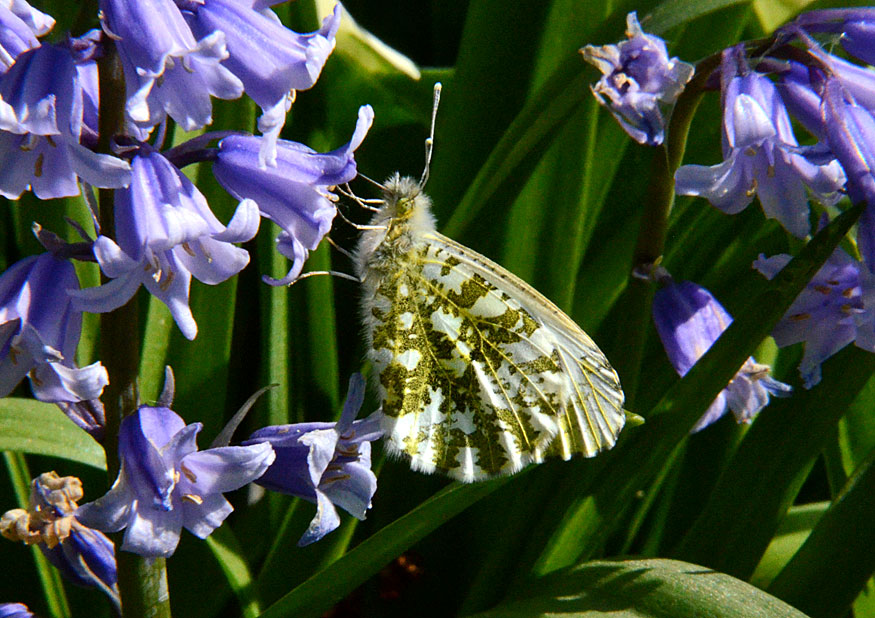 Orange Tip
Click for next photo