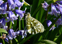 Orange Tip
Click on image to enlarge