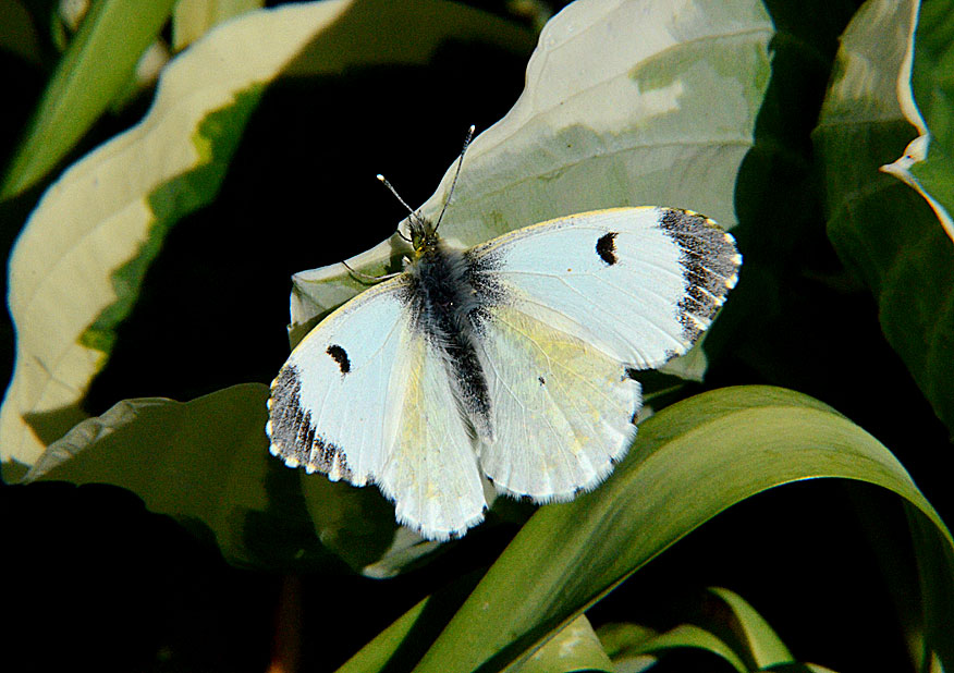 Orange Tip
Click for next photo