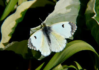 Orange Tip
Click on image to enlarge