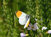 Orange Tip
Click on image to enlarge