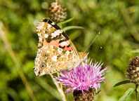 Small photograph of a Painted Lady
Click on the image to enlarge