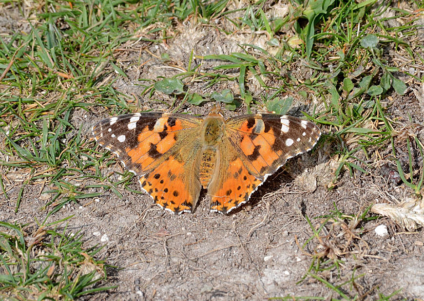 Painted Lady
Click for next photo