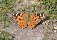 Painted Lady
Click on image to enlarge