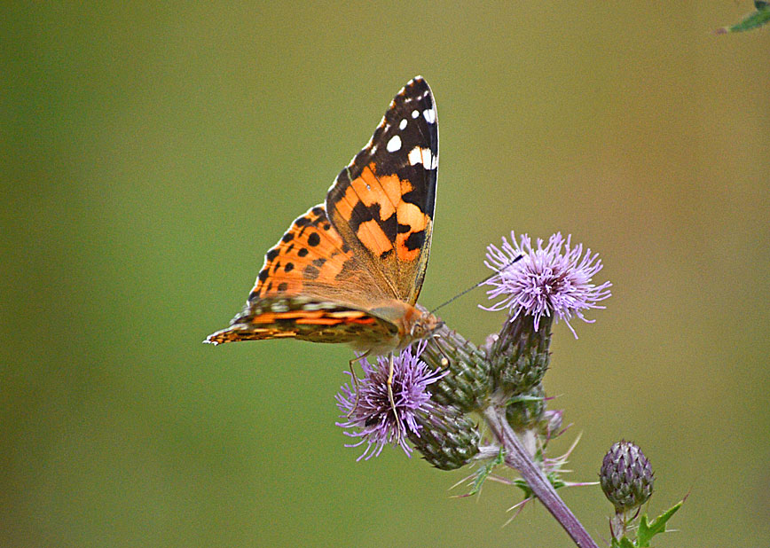 Painted Lady
Click for next photo