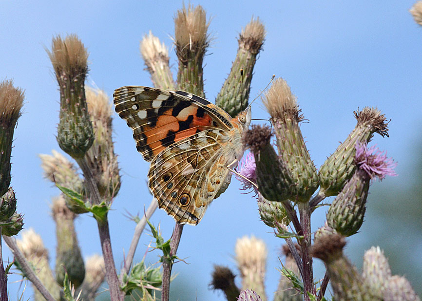 Painted Lady
Click for next photo