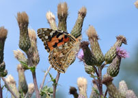 Painted Lady
Click on image to enlarge