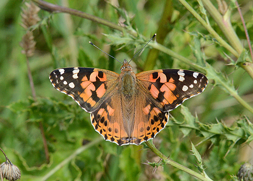 Painted Lady
Click for next photo