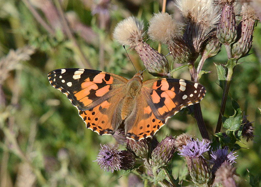 Painted Lady
Click for next photo