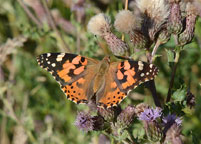 Painted Lady
Click on image to enlarge