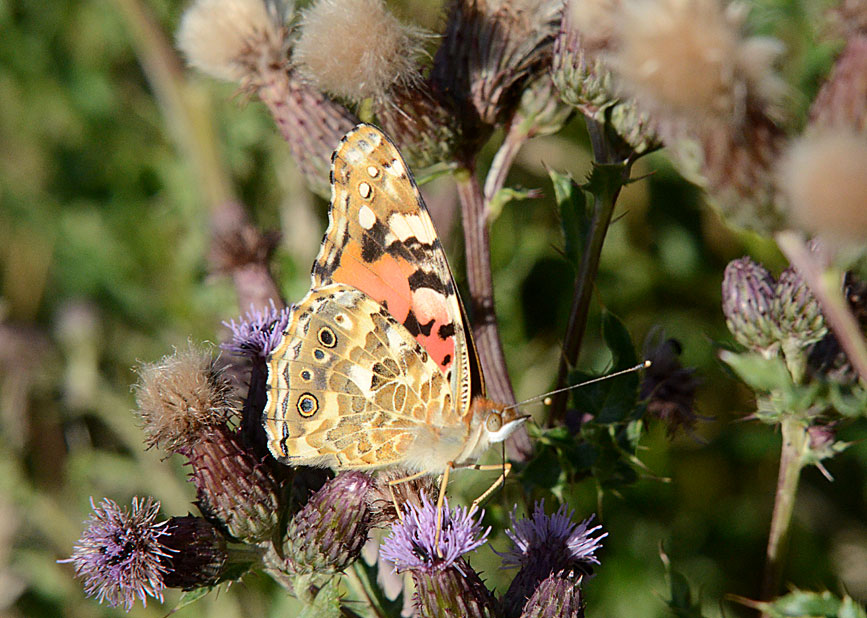 Painted Lady
Click for next photo