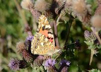 Painted Lady
Click on image to enlarge